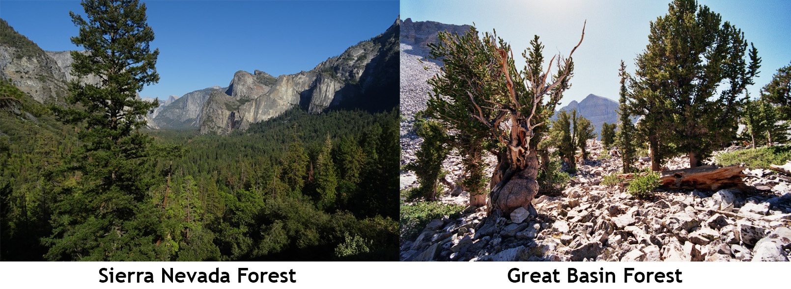 Sierra Nevada Forest Compared to Great Basin Forest