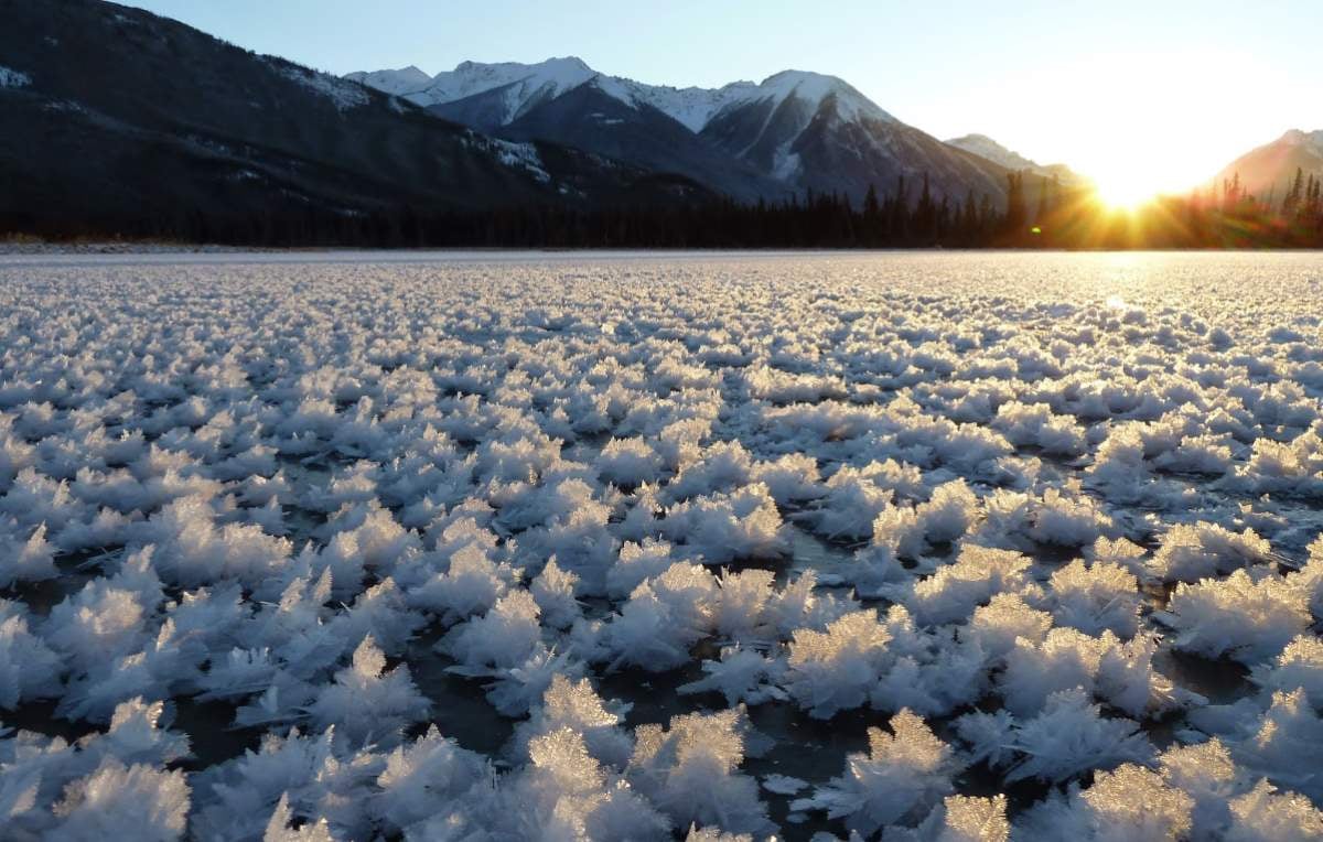 Arctic Frost Flowers