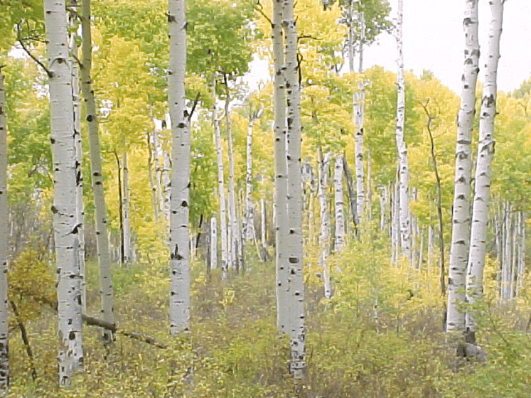 Colorado Aspens