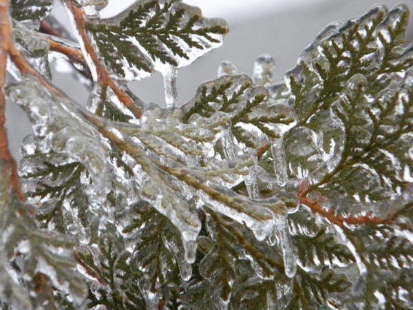 Freezing Rain on Tree