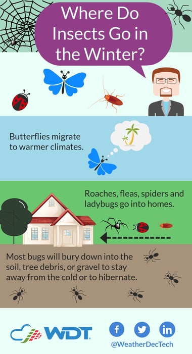 Where Do Insects go in the Winter Infographic