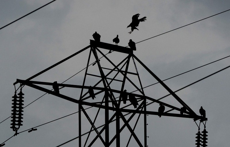 Weather Data and Birds