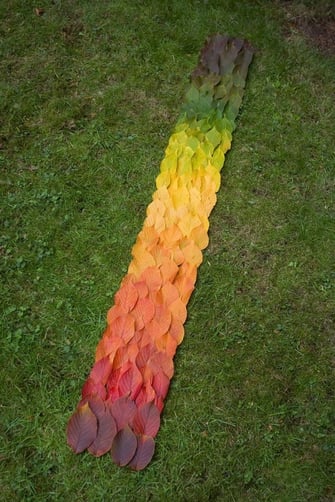 Rainbow of Leaves Rainbow of Leaves
