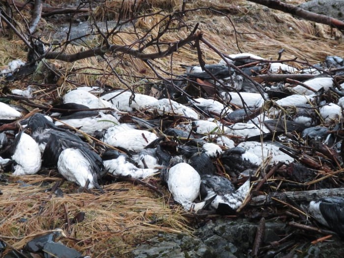 Dead Sea Birds (Credit: Tamara Zeller/USFWS)