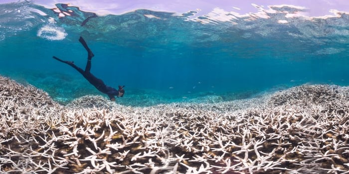 Coral Bleaching