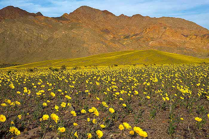 Death Valley Super Bloom