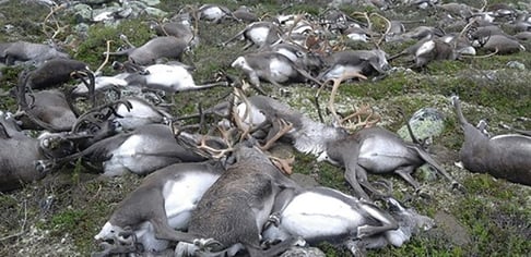 Reindeer Killed by Lightning