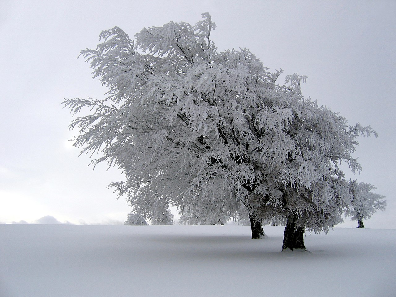 Hard Rime on Trees