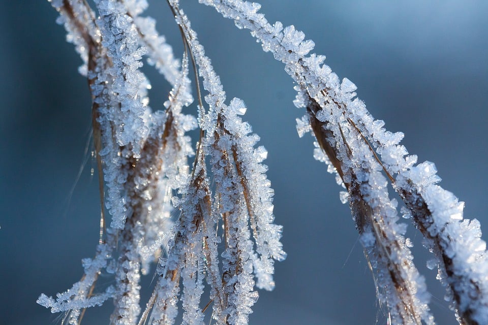 hoar_frost_branch