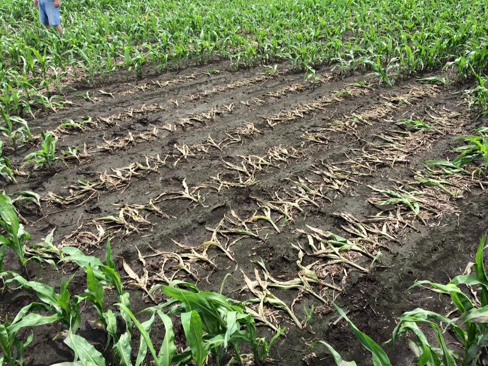 Crops Damaged by Lightning