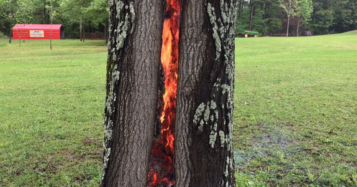 Tree on Fire After Lightning Strike