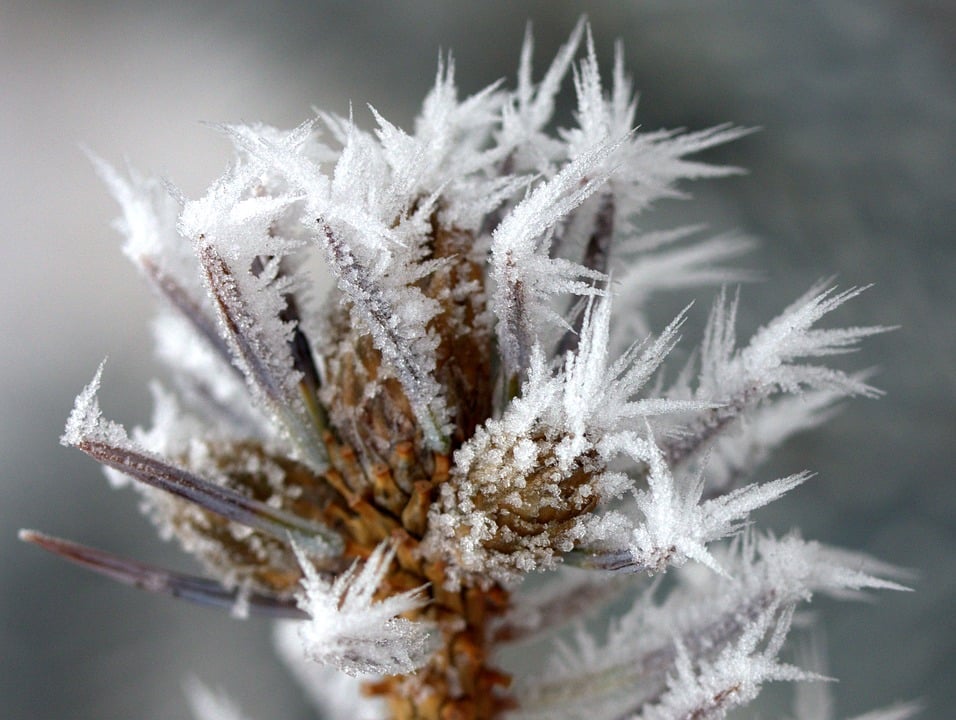 Soft Rime on Vegetation