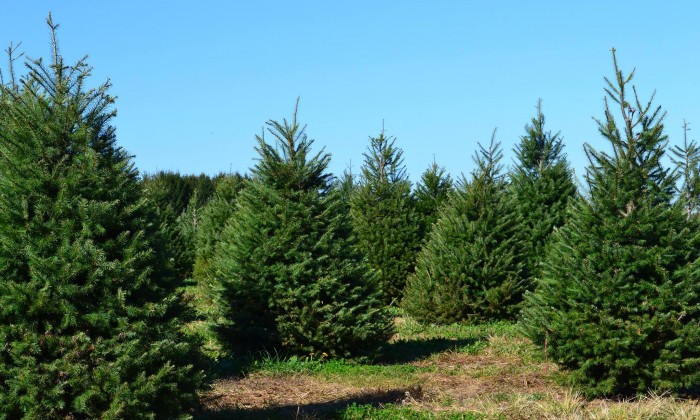 Christmas Tree Farm in Long Island, New York