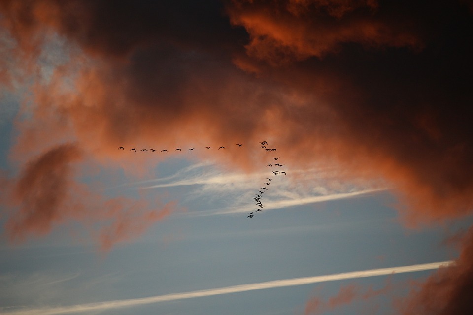 The Weather Cues that Signal Bird Migration