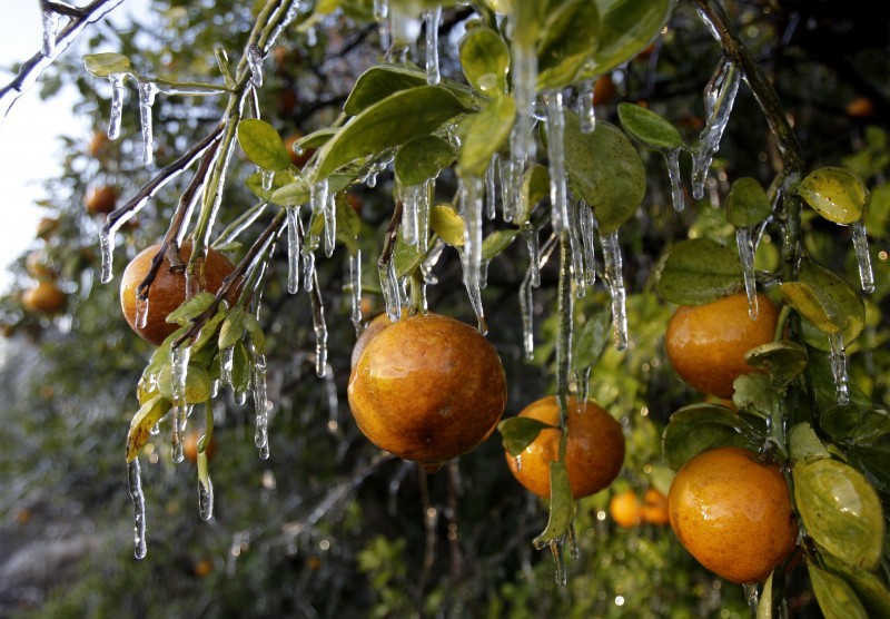 Protecting Florida's Orange Crop from Freezing Temperatures