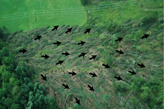 The Difference Between Downburst and Tornado Damage