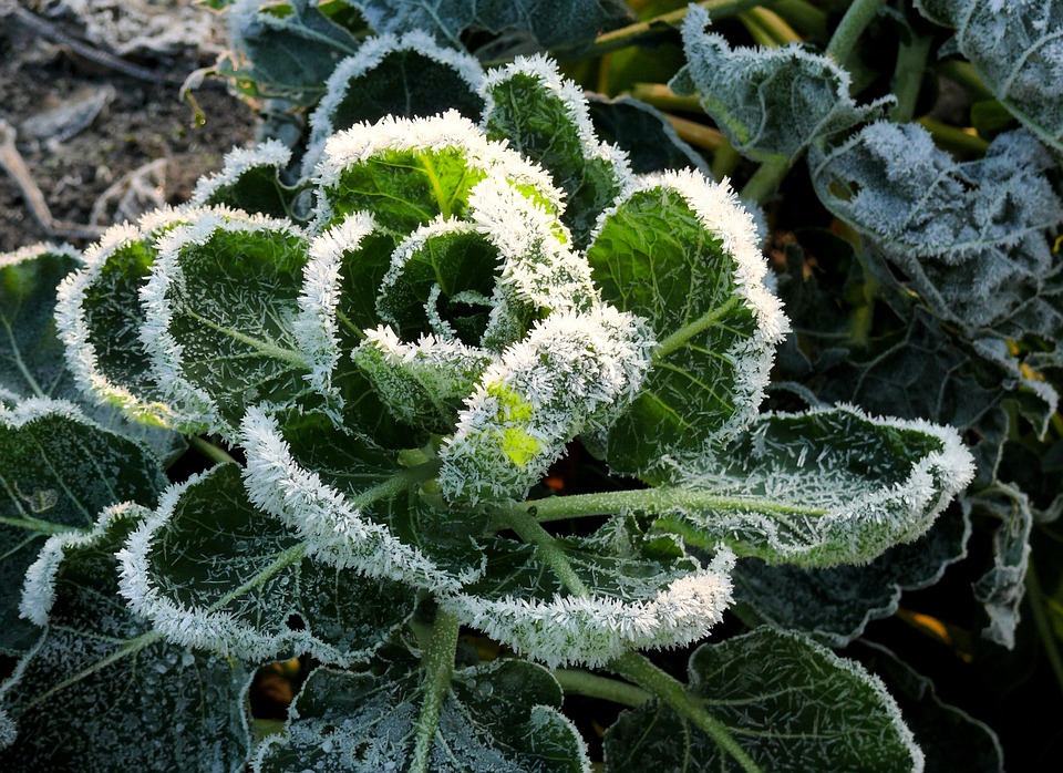 Ready to Plant? When to Expect the Last Freeze